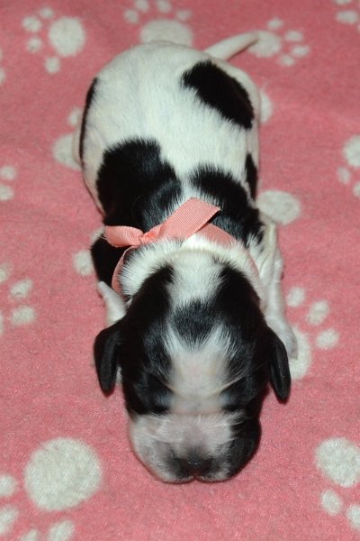 1-fenka, růžová st..JPG